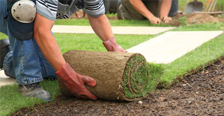 Man installing sod