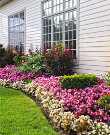 Beautiful flowers in garden